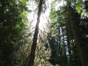 Kananaskis Valley offers many perfect spots for an outdoor picnic