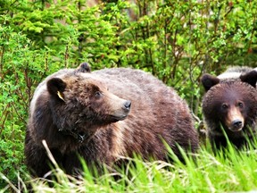 Bear 64 and cub