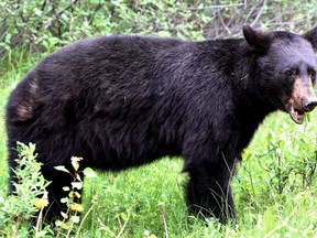 Black bear