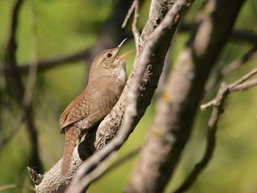 House Wren calling in Fish Creek Provincial Park. Photo by Brendan Troy.