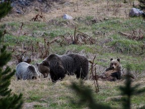 Bear 72 and her two cubs before they were sent off on their own at the age of three years old. Photo by Alex Taylor/Parks Canada.