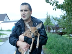 Kevin Altheim rescued this young deer in the Bow River in Bowness.