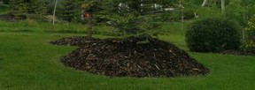 Mulch piles (2)