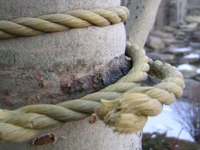 Aspen girdled by rope (1)