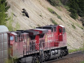 Bear 126, a male grizzly bear, bolts up a steep hillside at the last second as a train rushes by in the Bow Valley Parkway of Banff National Park.