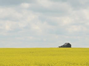 Canola Fields Forever. Photo by Brendan Troy