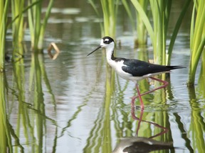 Black-necked Stilt. Photo by Brendan Troy