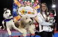 Trainer Romy Dupal-Demers poses with four of her dogs that are in the SuperDogs show at the Calgary Stampede.