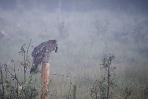 After a successful hunt, this Great Gray Owl gobbles down breakfast.