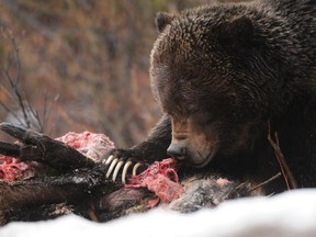 Bear No. 122 feeding on a moose carcass in April 2013. Earlier that month a group of hikers saw the same bear feeding on a dead black bear.