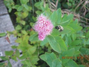 A bee buzzes a flower in Heyburn State Park in northern Idaho.