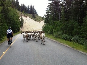 A herd of Bighorn Sheep trot down the Bow Valley Parkway during the RBC Gran Fondo Banff.