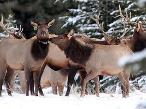 Elk gather at dusk in Banff National Park last November.