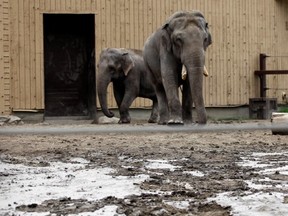 Elephants leave tracks in mud left behind by flooding as clean-up crews work to clean-up the Calgary Zoo. Calgary Herald archive.