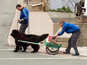 Jody, left, and Cory try to keep things on track during a challenge in St. John's, Nfld. on The Amazing Race Canada.