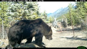 A grizzly bear uses a wildlife overpass in Banff National Park