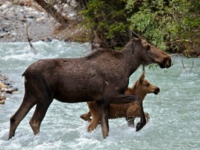 A moose and her calf swimming across Kootenay National Park's Vermilion River in July 2012.