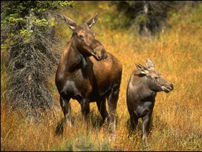 A moose and its baby at the Cochrane Ecological Institute. It is offering up Christmas trees for a donation this year.