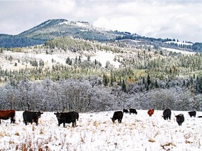 Open range cattle in the Castle wilderness area in southern Alberta last October.