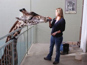 Calgary Zoo Curator Colleen Baird helped rescue Carrie the giraffe during the flood.