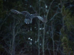 Baited by other photographers, this Great Gray Owl wasted no time coming off it's perch and swooping in for the easy kill. Photo by Brendan Troy.