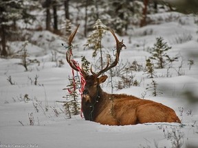 Resource conservation specialists are reminding Banff residents to secure their Christmas decorations after this bull elk got caught in lights and candy canes this week.