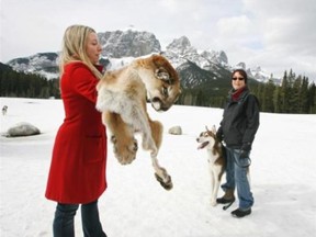 Kim Titchener, executive director of Bow Valley Wildsmart, holds a cougar pelt for a huskie to smell in March 2012 as part of the group’s efforts to reduce conflict between people and wildlife. A cougar killed an off-leash dog at a Canmore golf course on Thursday afternoon.