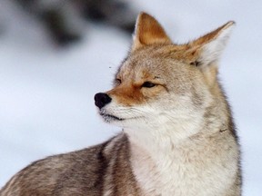 A coyote is seen near Lake Louise in December.