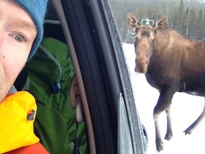 Call this a 'Melfie' ? Powder Matt Mosteller takes a 'Selfie' with a Moose