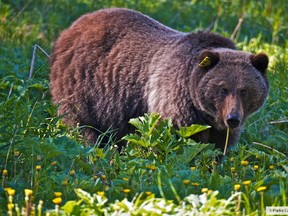 Female grizzly bear No. 138, who spends a lot of time around the Lake Louise ski hill, has two new cubs.