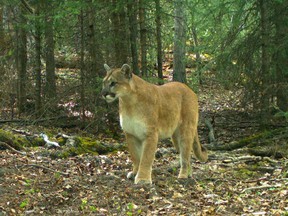A cougar in the Bow Valley in May 2013.
