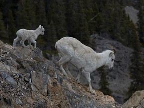 A Dall sheep and its young walking down a rocky ridge.