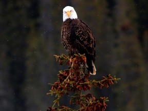 A bald eagle on top of a tree along the Trans-Canada Highway in Banff National Park.