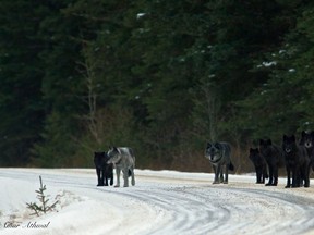 The seven-member Bow Valley wolf pack hanging out along the Bow Valley Parkway in December 2013.
