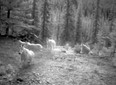 Mountain goats at Spray River caught by remote camera in Banff National Park in September 2010.