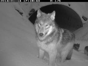 A wolf pack uses the wildlife underpass along Highway 93 South in Kootenay National Park.