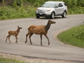 A cow elk and her calf walk across the road in Banff National Park.