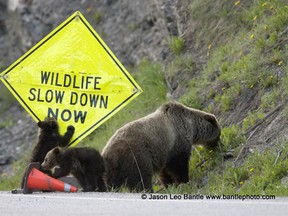 A grizzly bear family has been spending a lot of time along Highway 93 South in Kootenay National Park. Officials have now implemented a 11-kilometer no-stopping zone in the area.
