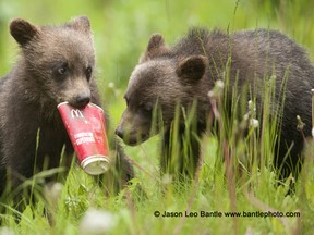 Two grizzly bear cubs play with litter along the side of Highway 93 South earlier this week.