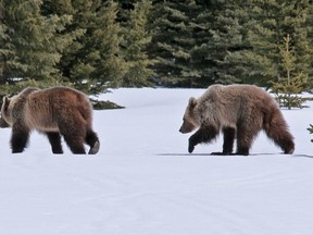 Two young grizzlies walk through a meadow just north of Num-Ti-Jah Lodge off Highway 93 North on May 1.