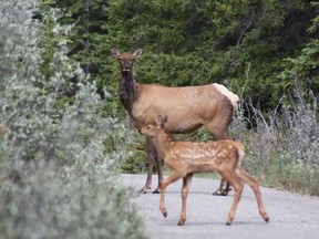 A cow elk and her calf in Banff National Park.