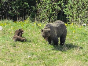 Grizzly bear No. 138 and her two cubs at the Lake Louise ski hill.