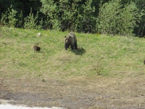 No. 138, a six- or seven-year old grizzly bear, had two cubs when she emerged from her den near the Lake Louise ski hill this spring. Now, she's only got one.