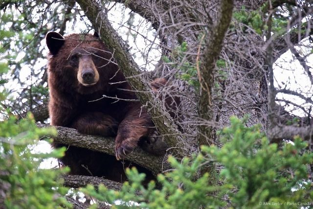 Can Bears Climb Trees?