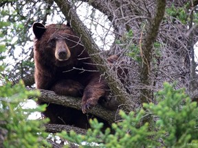 A black bear spent about 36 hours in a tree between the two lanes of the Trans-Canada Highway in Banff National Park.