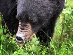 A black bear forages in Banff National Park in July 2012.