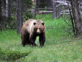 A young female grizzly near the Banff Springs golf course after being collared and tagged with No. 148 in Banff National Park on June 12, 2014.