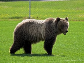 A grizzly bear has been spending a lot of time near the Banff recreation grounds.