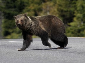 A grizzly bear runs across Highway 93 S. in Kootenay National Park in June. Would a life-sized cut-out of a bear along the roadway make you slow down in the mountain parks?