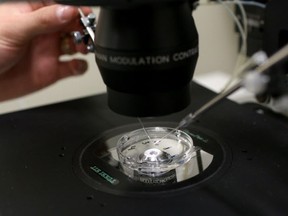 An embryologist at work in the Regional Fertility Program lab in Calgary on July 24, 2014.